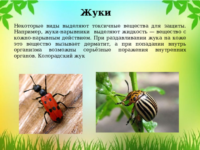 Жуки Некоторые виды выделяют токсичные вещества для защиты. Например, жуки-нарывники выделяют жидкость — вещество с кожно-нарывным действием. При раздавливании жука на коже это вещество вызывает дерматит, а при попадании внутрь организма возможны серьёзные поражения внутренних органов. Колорадский жук 