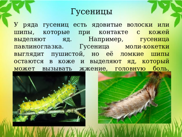 Гусеницы У ряда гусениц есть ядовитые волоски или шипы, которые при контакте с кожей выделяют яд. Например, гусеница павлиноглазка. Гусеница моли-кокетки выглядит пушистой, но её ломкие шипы остаются в коже и выделяют яд, который может вызывать жжение, головную боль, головокружение. 