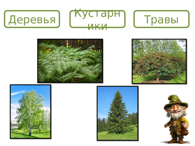 Деревья Кустарники Травы 