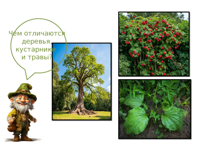Чем отличаются  деревья, кустарники и травы? 