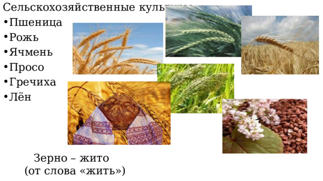 Сельскохозяйственные культуры: Пшеница Рожь Ячмень Просо Гречиха Лён Зерно – жито (от слова «жить») 