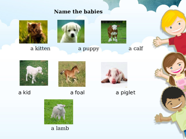   Name the babies  a kitten a puppy a calf     a kid  a foal  a piglet a lamb 