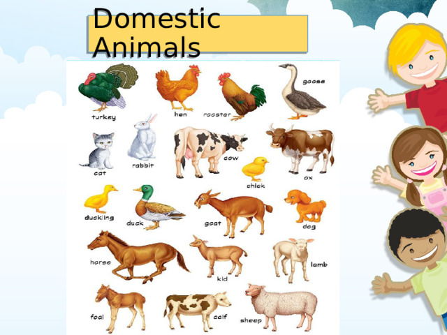 Domestic Animals 