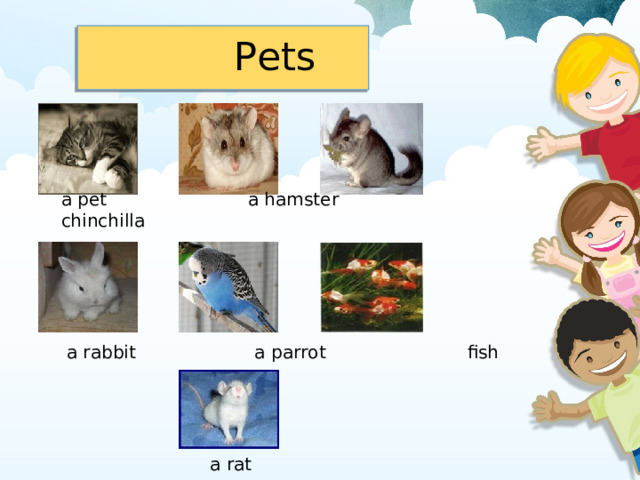  Pets   a pet  a hamster  chinchilla   a rabbit  a parrot  fish a rat  