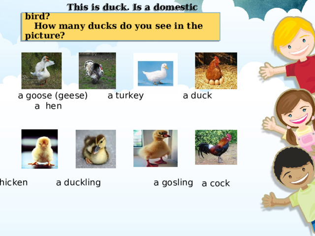  This is duck. Is a domestic bird?  How many ducks do you see in the picture?   a goose (geese) a turkey a duck a hen  a chicken a duckling a gosling a cock 