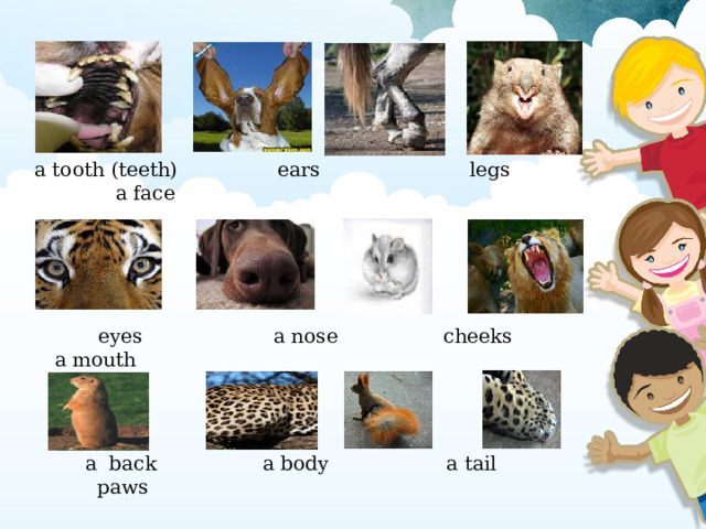 a tooth (teeth) ears legs a face  eyes a nose cheeks a mouth  a back a body a tail paws      fur - хутро а tail - хвіст wings – крила  paws - лапи claws - кігті   a trunk - хобот sharp - гострий   