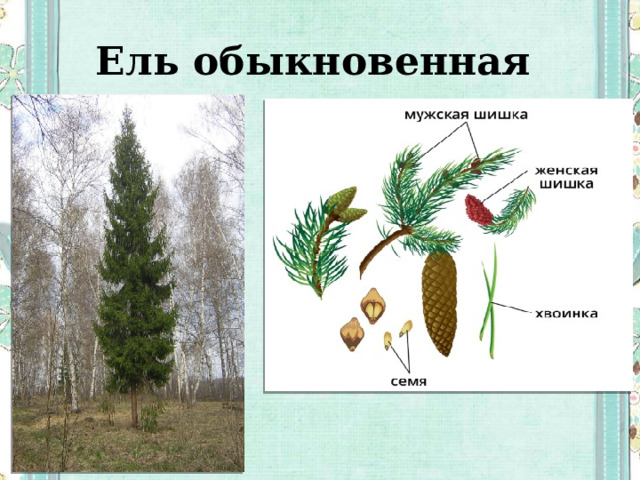 Ель обыкновенная 