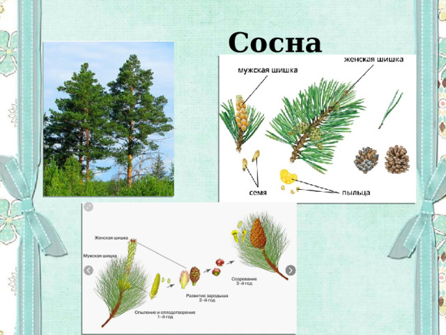  Сосна 