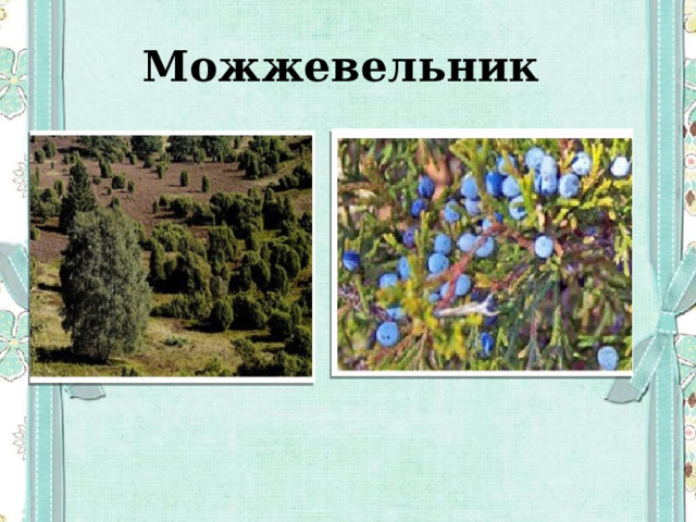 Можжевельник  