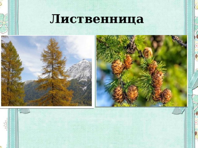 Лиственница 