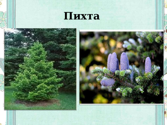 Пихта 