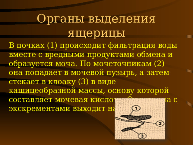 Органы выделения ящерицы В почках (1) происходит фильтрация воды вместе с вредными продуктами обмена и образуется моча. По мочеточникам (2) она попадает в мочевой пузырь, а затем стекает в клоаку (3) в виде кашицеобразной массы, основу которой составляет мочевая кислота. Оттуда она с экскрементами выходит наружу. 