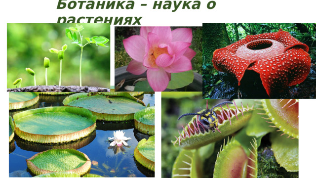 Ботаника – наука о растениях 