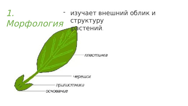 1. Морфология изучает внешний облик и структуру  растений . 