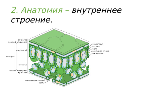 2. Анатомия – внутреннее строение. 