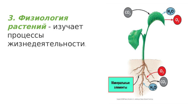 3. Физиология растений  - изучает процессы жизнедеятельности . 