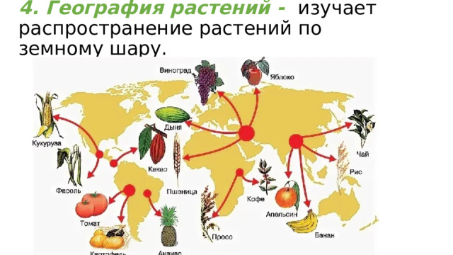4. География растений - изучает распространение растений по земному шару. 