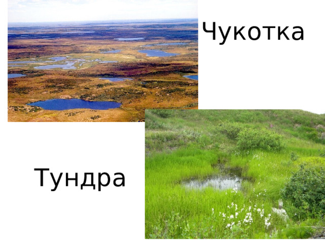 Чукотка Тундра  