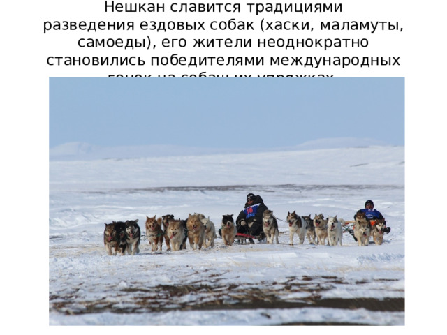 Нешкан славится традициями разведения ездовых собак (хаски, маламуты, самоеды), его жители неоднократно становились победителями международных гонок на собачьих упряжках. 