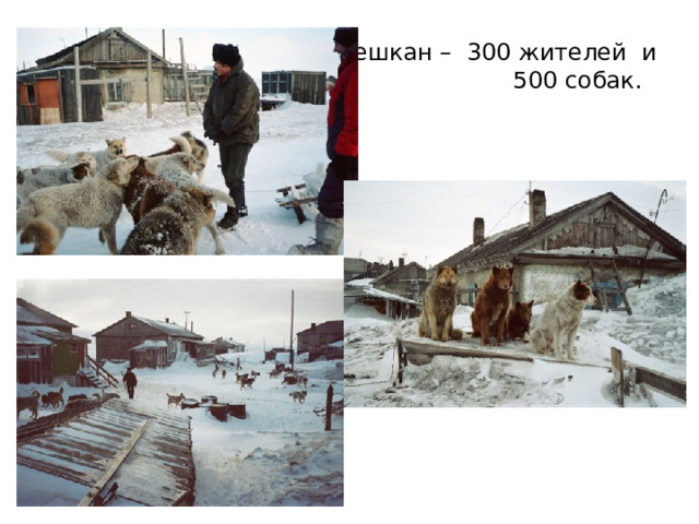 Нешкан – 300 жителей и  500 собак. 