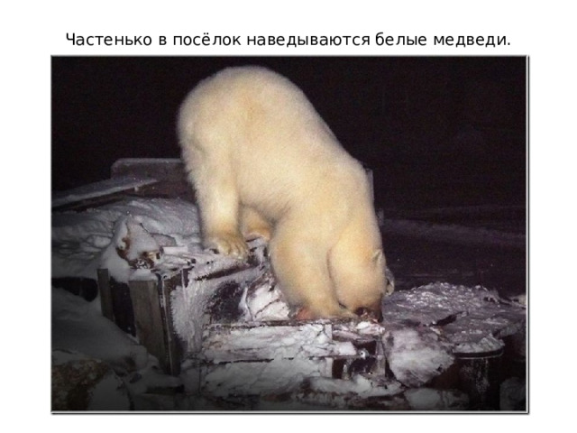Частенько в посёлок наведываются белые медведи. 