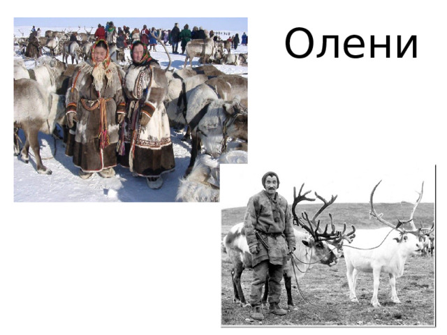 Олени 