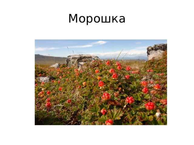 Морошка 