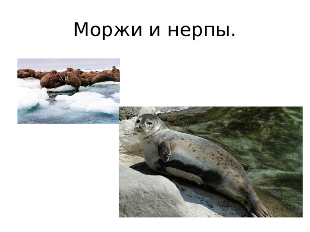 Моржи и нерпы. 