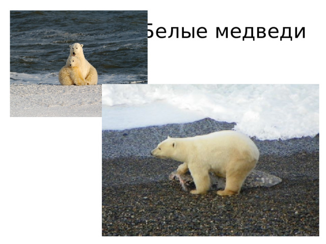 Белые медведи 