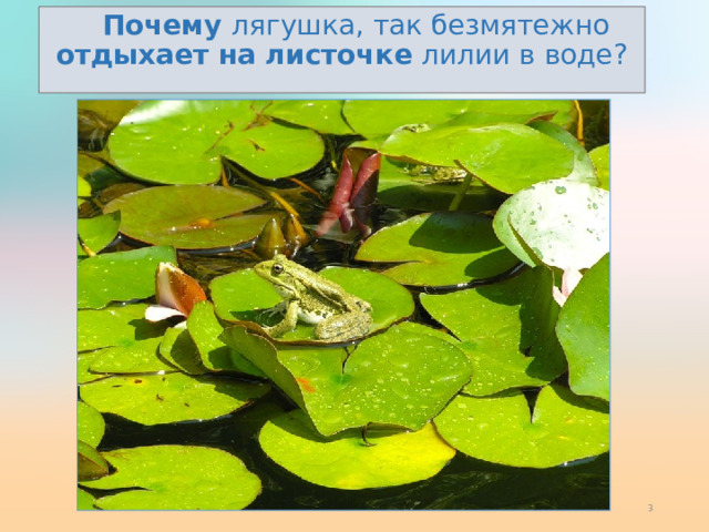 Почему  лягушка,  так  безмятежно  отдыхает  на листочке лилии в воде ?  