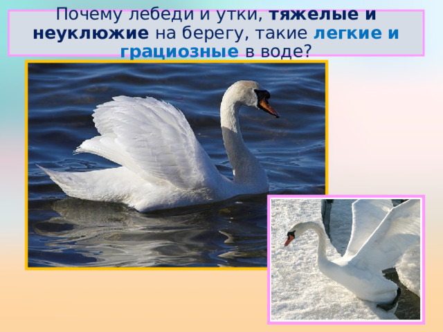 Почему лебеди и утки,  тяжелые и неуклюжие на берегу, такие легкие и грациозные в воде?  