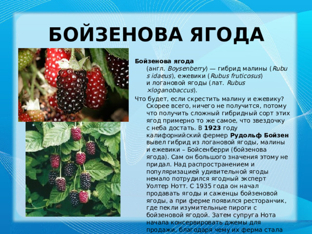 Бойзенова ягода Бойзенова ягода  (англ.  Boysenberry ) — гибрид малины ( Rubus idaeus ), ежевики ( Rubus fruticosus ) и логановой ягоды (лат.  Rubus ×loganobaccus ). Что будет, если скрестить малину и ежевику? Скорее всего, ничего не получится, потому что получить сложный гибридный сорт этих ягод примерно то же самое, что звездочку с неба достать. В 1923 году калифорнийский фермер Рудольф Бойзен вывел гибрид из логановой ягоды, малины и ежевики – Бойсенберри (бойзенова ягода). Сам он большого значения этому не придал. Над распространением и популяризацией удивительной ягоды немало потрудился ягодный эксперт Уолтер Нотт. С 1935 года он начал продавать ягоды и саженцы бойзеновой ягоды, а при ферме появился ресторанчик, где пекли изумительные пироги с бойзеновой ягодой. Затем супруга Нота начала консервировать джемы для продажи, благодаря чему их ферма стала по-настоящему знаменитой. 