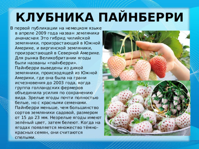 Клубника Пайнберри   В первой публикации на немецком языке в апреле 2009 года назван  земляника ананасная . Это гибрид чилийской земляники, произрастающей в Южной Америке, и виргинской земляники, произрастающей в Северной Америке. Для рынка Великобритании ягоды были названы «пайнберри». Пайнберри выведены из дикой земляники, происходящей из Южной Америки, где она была на грани исчезновения до 2003 года, когда группа голландских фермеров объединила усилия по сохранению вида. Зрелые ягоды почти полностью белые, но с красными семенами. Пайнберри меньше, чем большинство сортов земляники садовой, размером от 15 до 23 мм. Незрелые ягоды имеют зелёный цвет, затем белеют. Когда на ягодах появляется множество тёмно-красных семян, они считаются спелыми. 