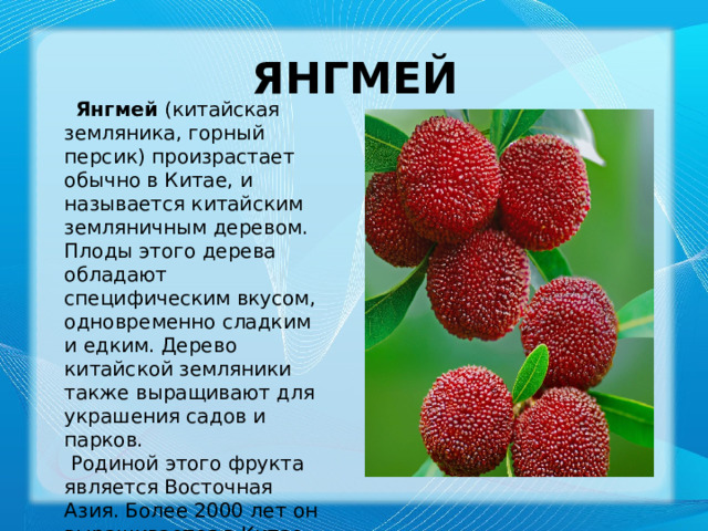 Янгмей  Янгмей  (китайская земляника, горный персик) произрастает обычно в Китае, и называется китайским земляничным деревом. Плоды этого дерева обладают специфическим вкусом, одновременно сладким и едким. Дерево китайской земляники также выращивают для украшения садов и парков.    Родиной этого фрукта является Восточная Азия. Более 2000 лет он выращивается в Китае. 