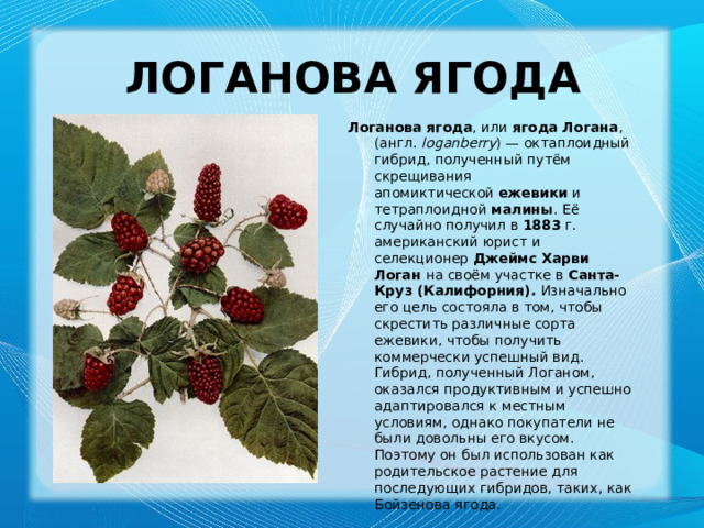 Логанова ягода Логанова ягода , или  ягода Логана , (англ.  loganberry ) — октаплоидный гибрид, полученный путём скрещивания апомиктической  ежевики  и тетраплоидной  малины . Её случайно получил в 1883  г. американский юрист и селекционер Джеймс Харви Логан на своём участке в  Санта-Круз (Калифорния). Изначально его цель состояла в том, чтобы скрестить различные сорта ежевики, чтобы получить коммерчески успешный вид. Гибрид, полученный Логаном, оказался продуктивным и успешно адаптировался к местным условиям, однако покупатели не были довольны его вкусом. Поэтому он был использован как родительское растение для последующих гибридов, таких, как Бойзенова ягода. 