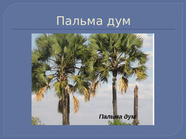 Пальма дум 