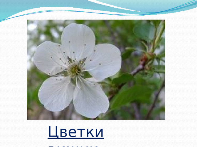 Цветки вишни 