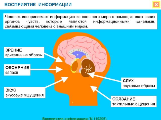 Восприятие информации (N 119295)  