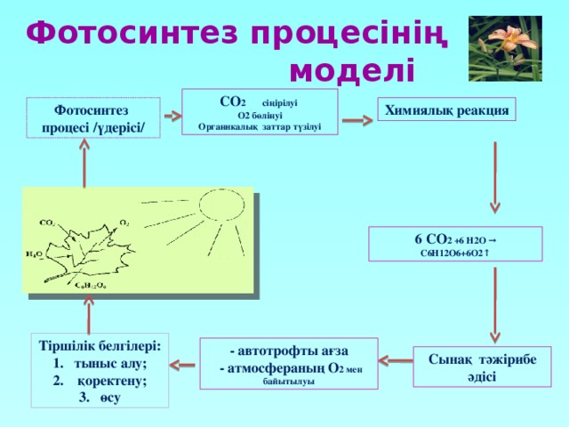 Фотосинтез процесінің моделі СО 2 сіңірілуі О2 бөлінуі Органикалық заттар түзілуі Фотосинтез Химиялық реакция процесі /үдерісі/ 6 СО 2 +6 Н2О → С6Н12О6+6О2↑ Тіршілік белгілері: тыныс алу;  қоректену; өсу - автотрофты ағза  - атмосфераның О 2 мен байытылуы Сынақ тәжірибе әдісі 