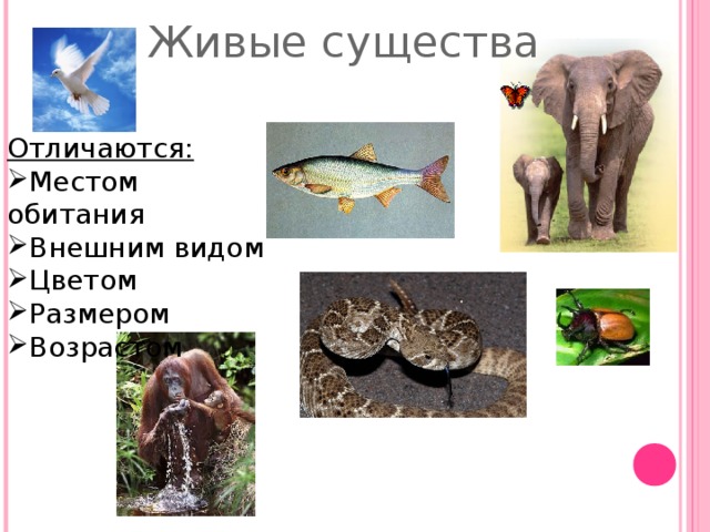Живые существа Отличаются: Местом обитания Внешним видом Цветом Размером Возрастом 