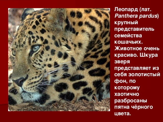 Леопард (лат. Panthera pardus ) крупный представитель семейства кошачьих. Животное очень красиво. Шкура зверя представляет из себя золотистый фон, по которому хаотично разбросаны пятна чёрного цвета. 