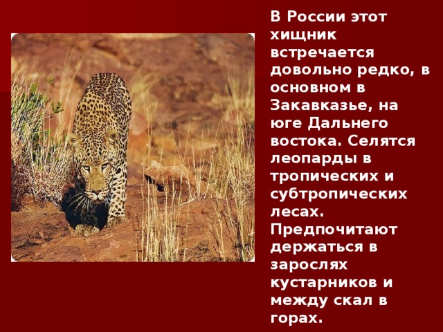 В России этот хищник встречается довольно редко, в основном в Закавказье, на юге Дальнего востока. Селятся леопарды в тропических и субтропических лесах. Предпочитают держаться в зарослях кустарников и между скал в горах. 