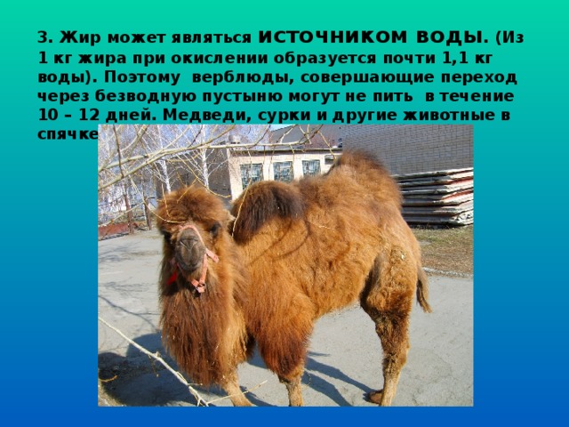 3. Жир может являться источником воды . (Из 1 кг жира при окислении образуется почти 1,1 кг воды).  Поэтому верблюды, совершающие переход через безводную пустыню могут не пить в течение 10 – 12 дней. Медведи, сурки и другие животные в спячке не пьют более двух месяцев.  