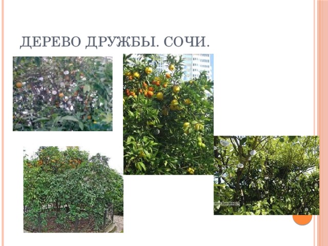 Дерево дружбы. Сочи. 