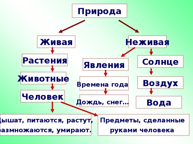 Природа Живая Неживая Растения Солнце Явления Животные Воздух Времена года  Человек Дождь, снег…  Вода Дышат, питаются, растут, размножаются, умирают.  Предметы, сделанные руками человека  