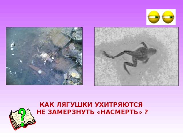 КАК ЛЯГУШКИ УХИТРЯЮТСЯ НЕ ЗАМЕРЗНУТЬ «НАСМЕРТЬ» ? 