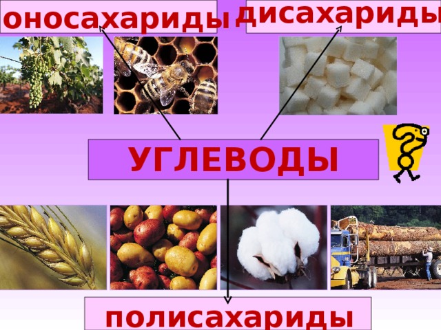 дисахариды моносахариды УГЛЕВОДЫ полисахариды  