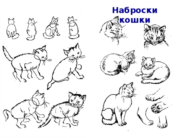 Наброски кошки 