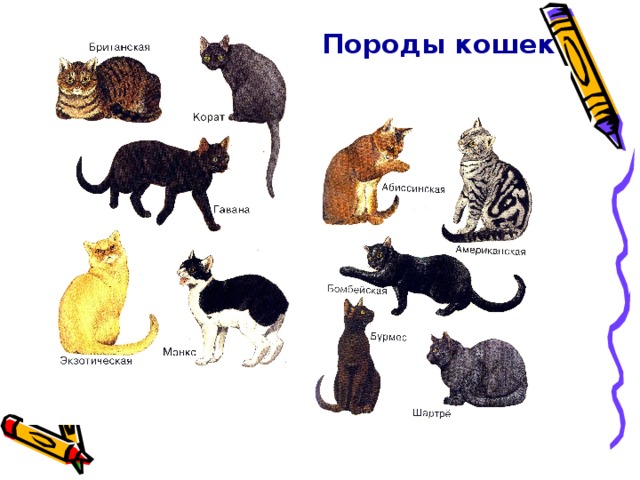 Породы кошек 