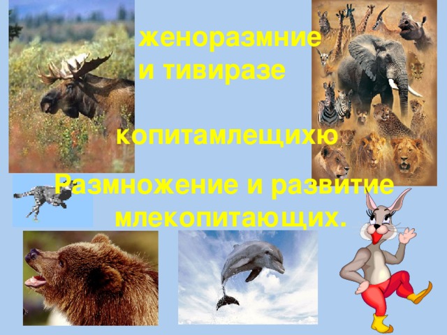  женоразмние  и тивиразе копитамлещихю Размножение и развитие  млекопитающих. 